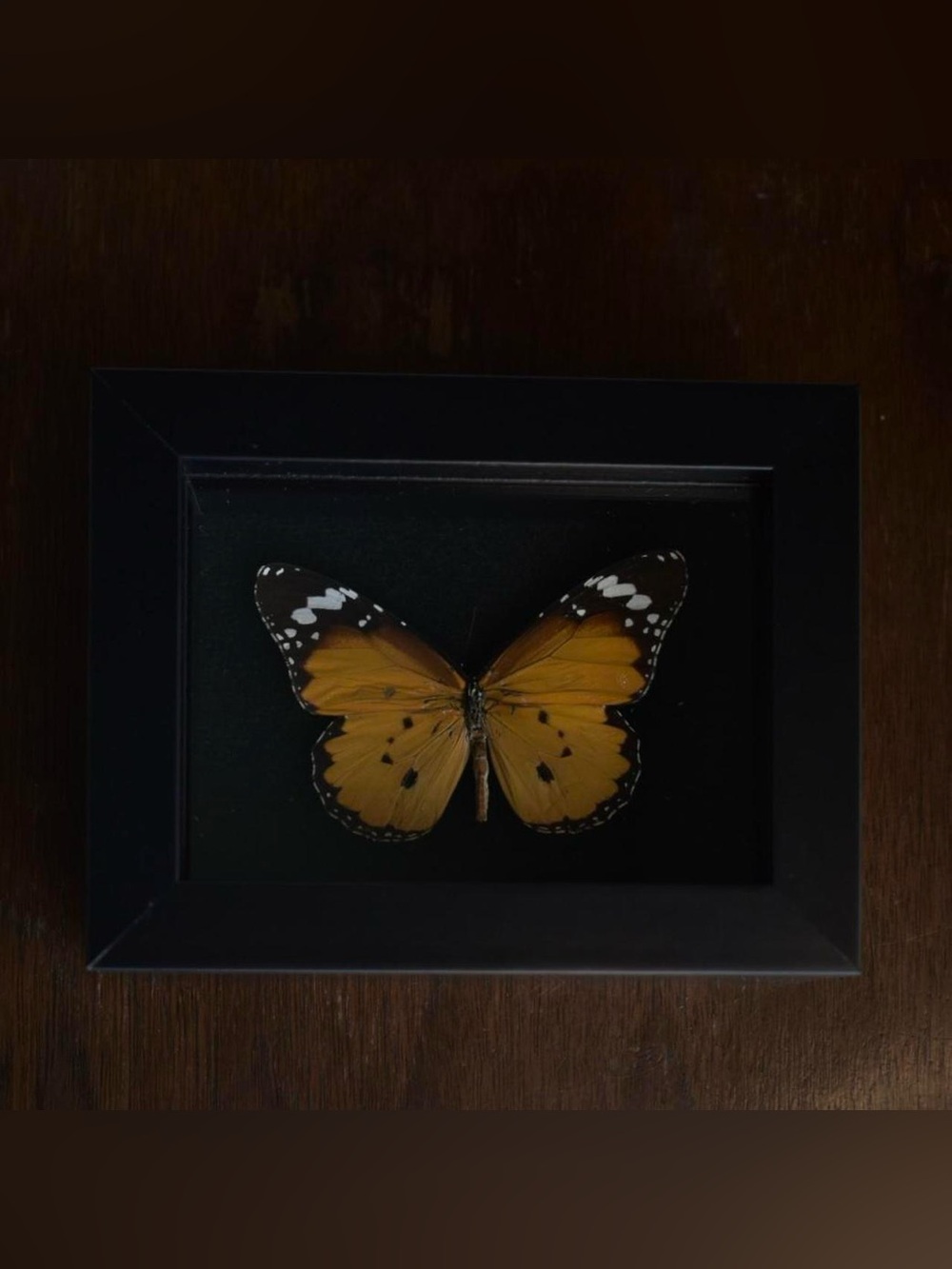 Framed butterfly specimen